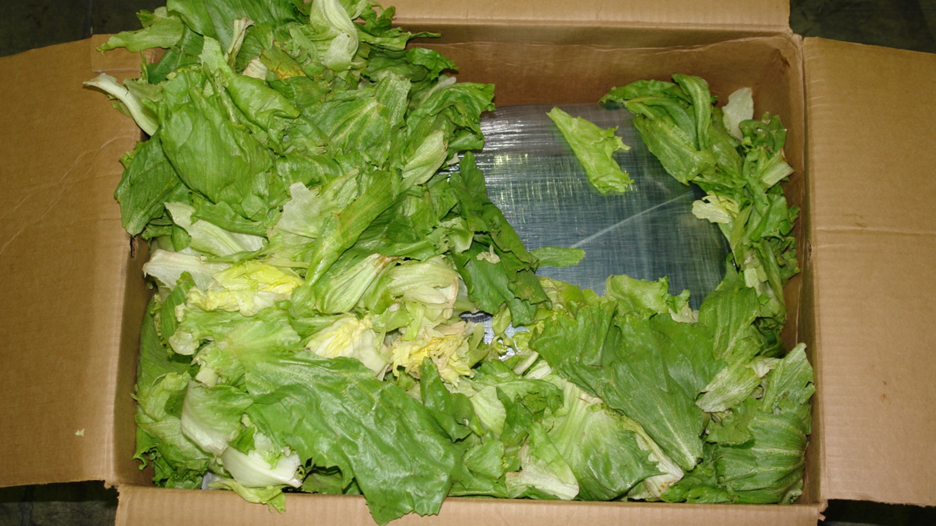 4___Lettuce_marijuana