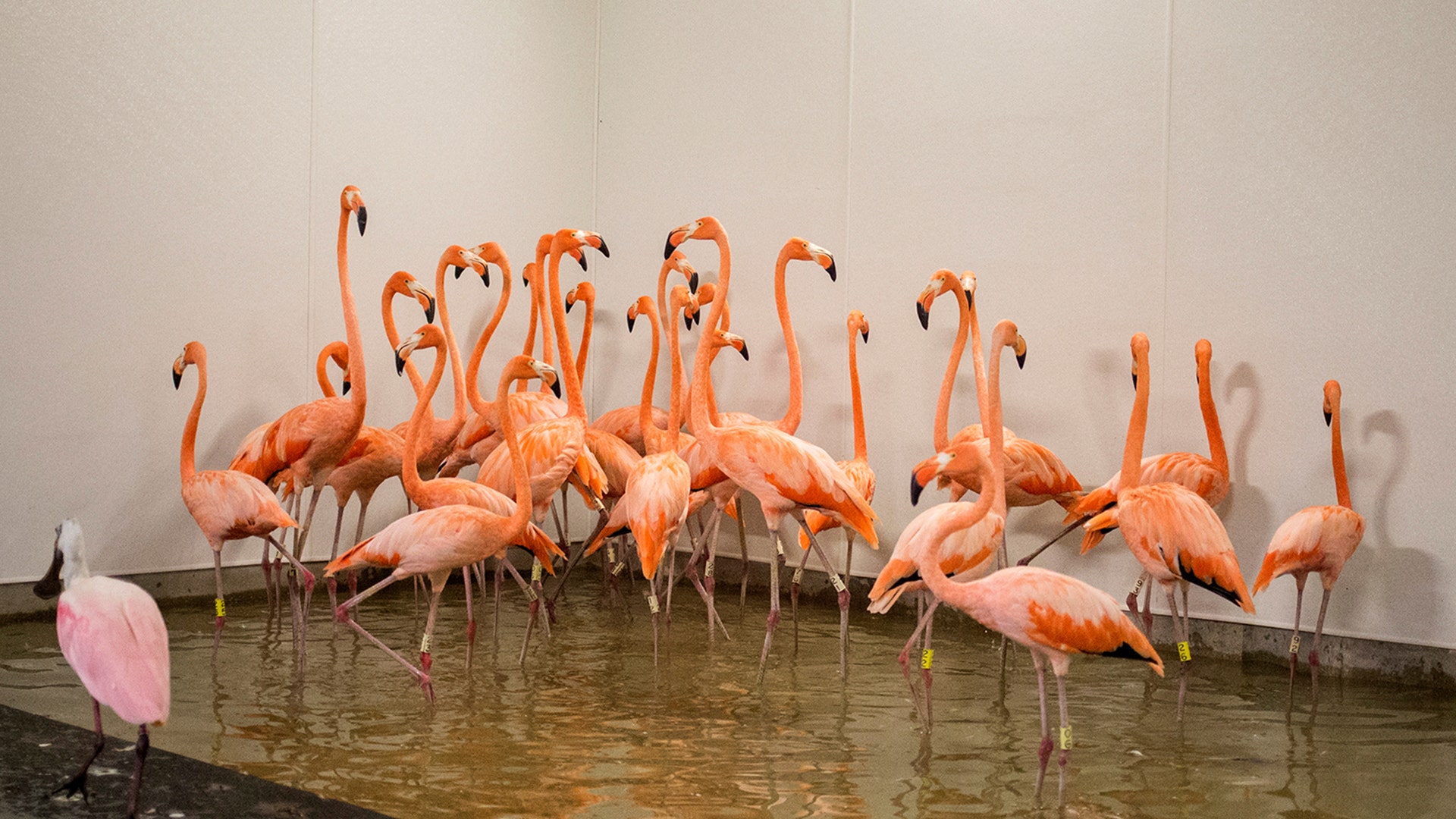 Flamingos take refuge in a shelter ahead of the downfall of Hurricane Irma at the zoo in Miami, Florida, September 9, 2017