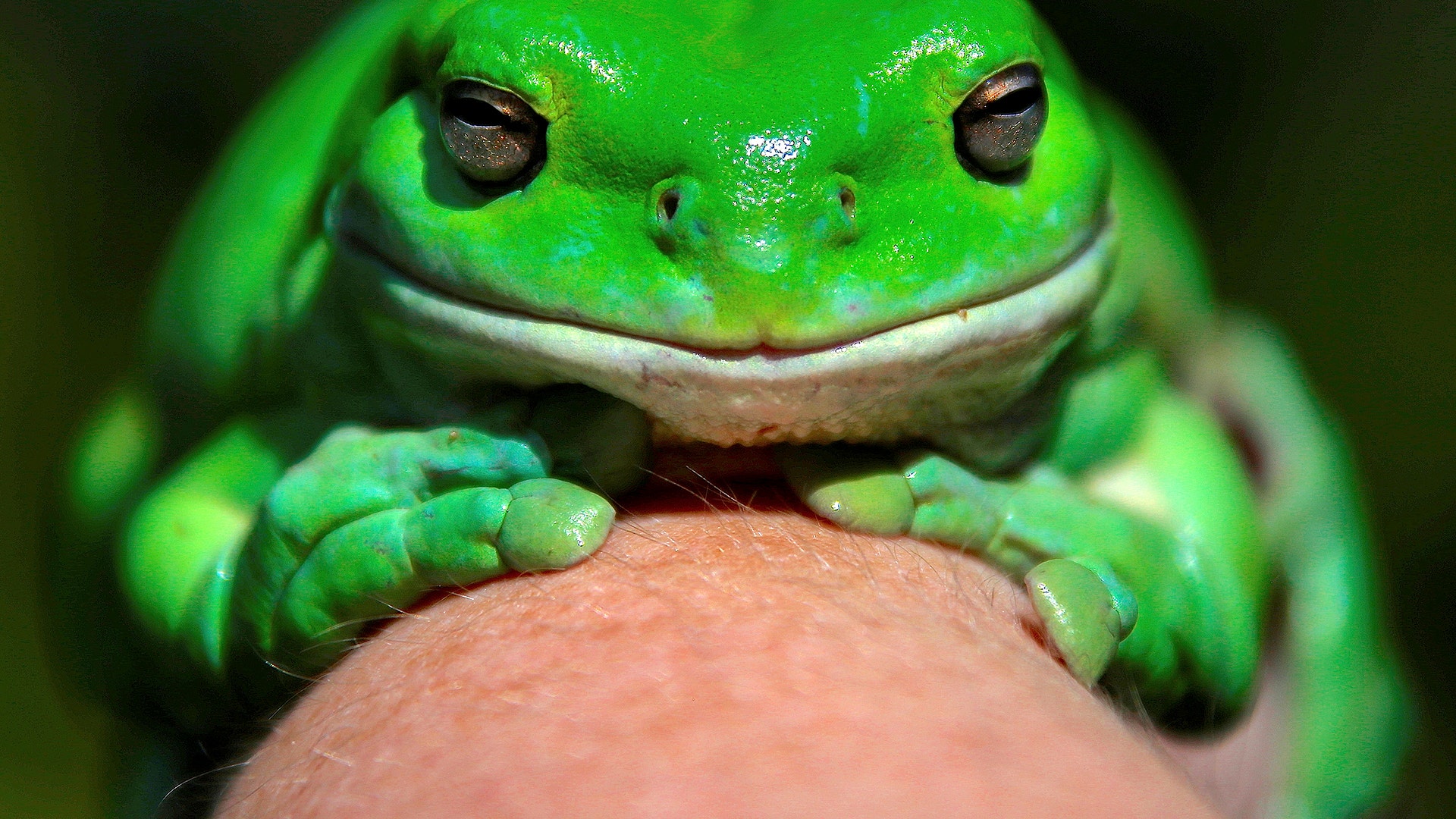 Австралийская жаба
