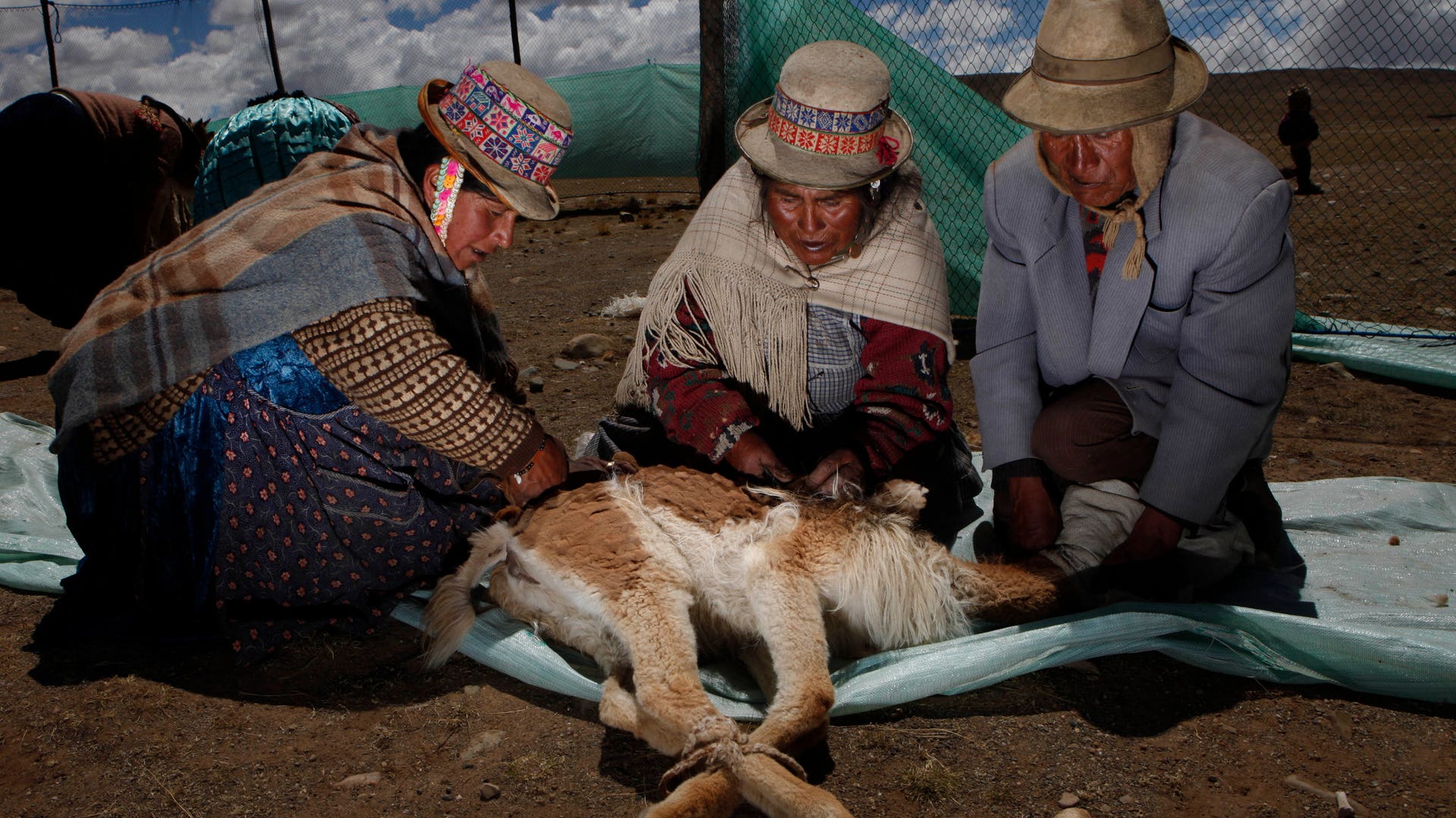 Bolivia_Vicuna_Photo__Grat__8_