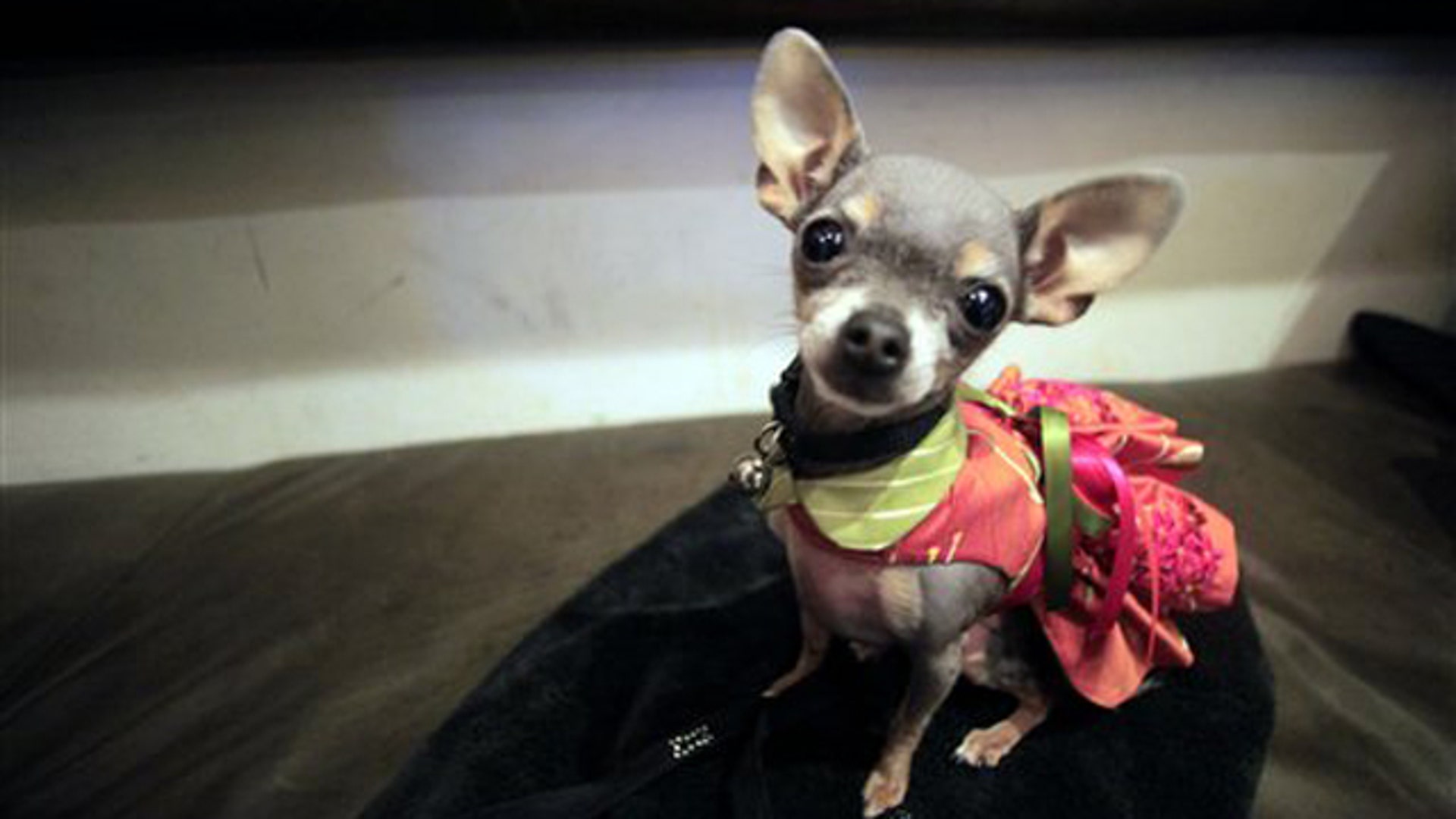 Welcome to the Dog Show