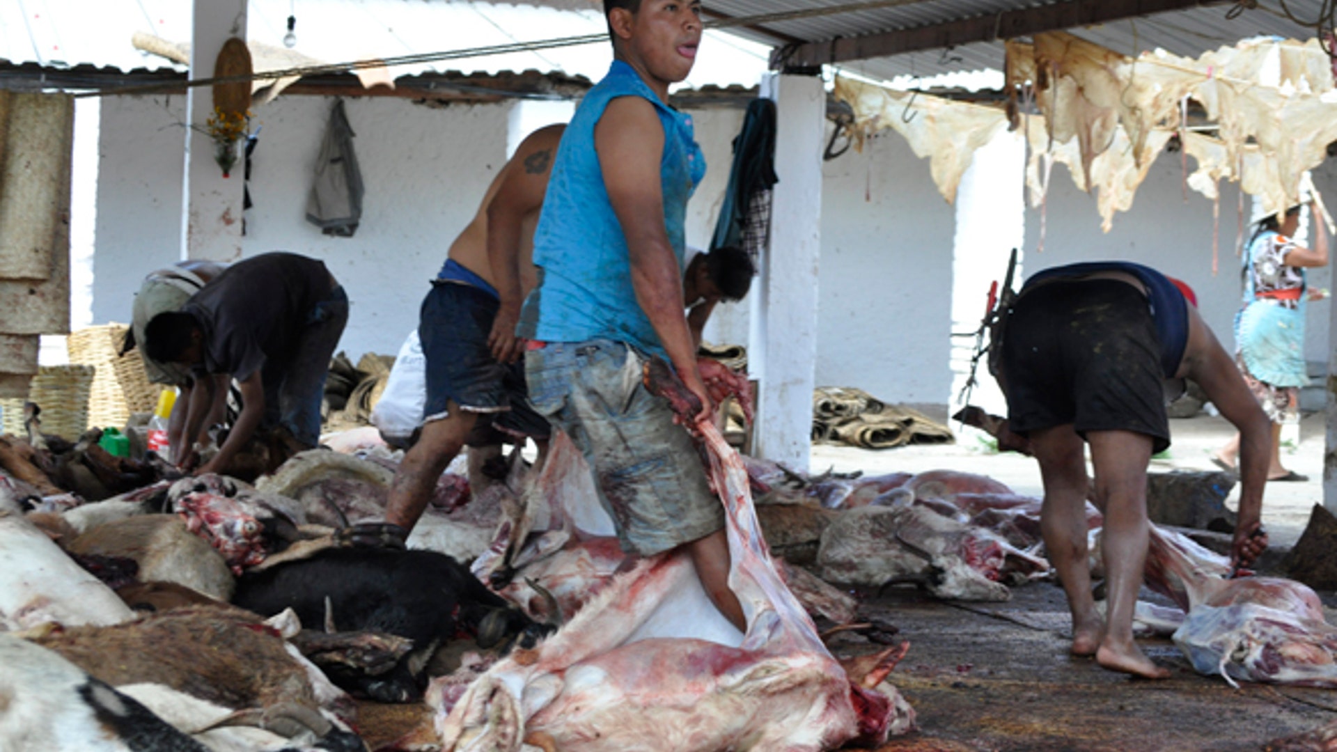 Goat_skinning_person_Latino