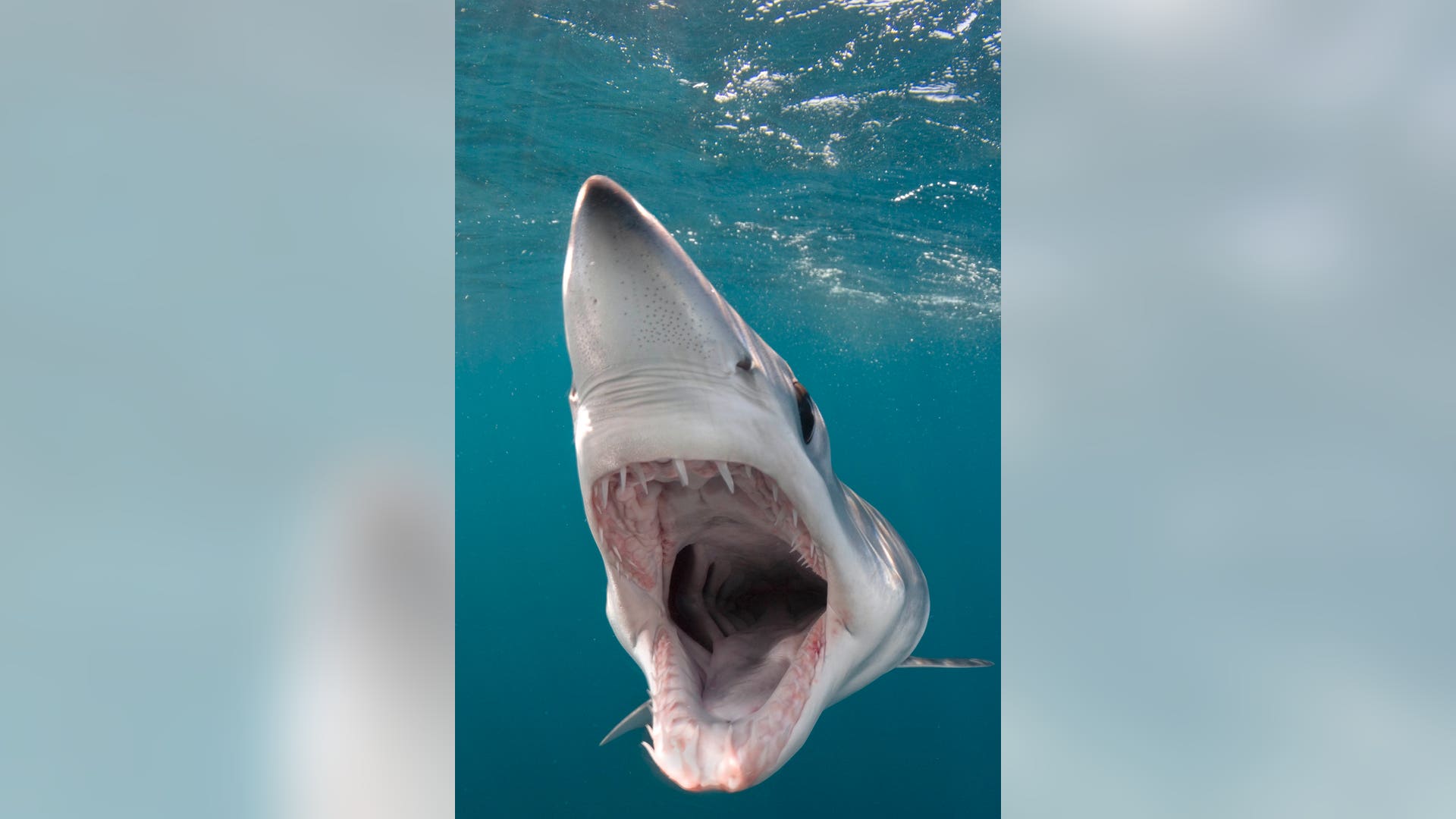 Open Wide: Shortfin Mako Shark