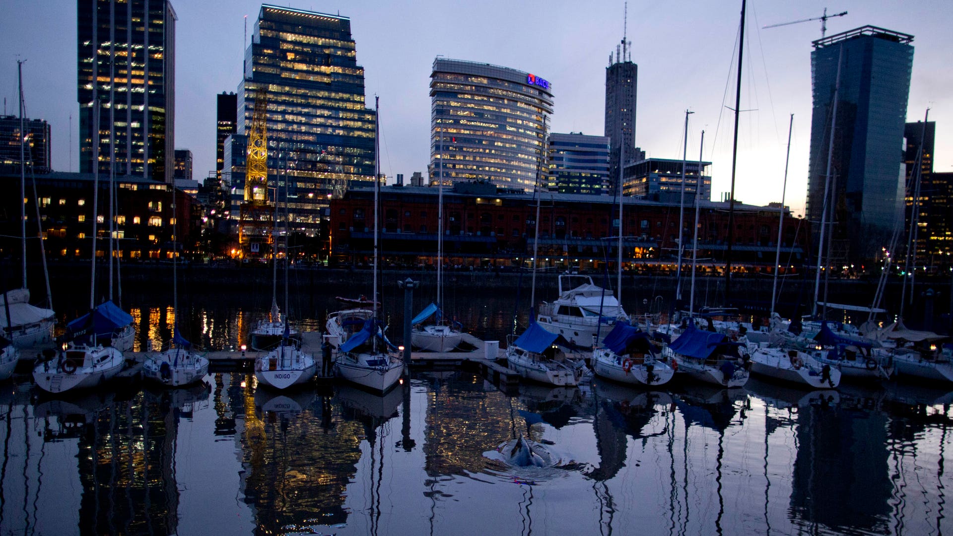 Argentina_Whale_Vros__4_