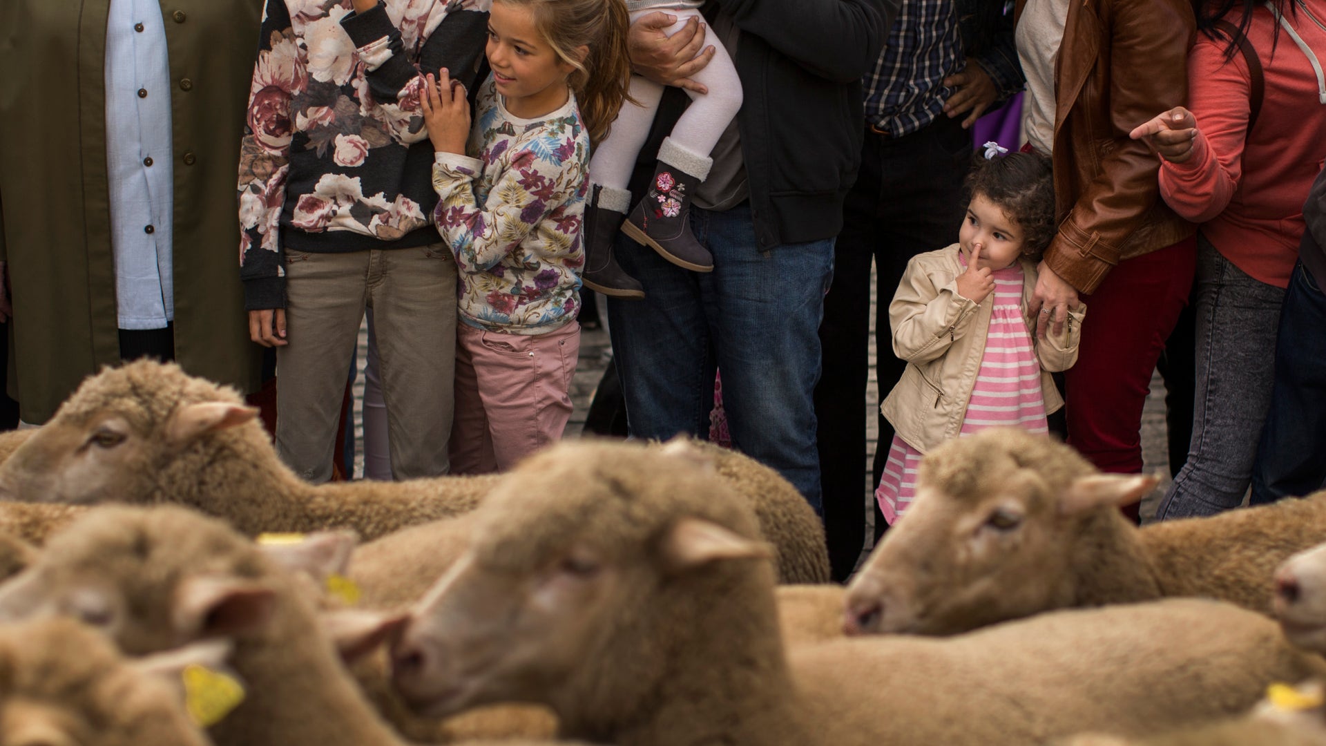 Spain_Sheep_Crossing_Garc