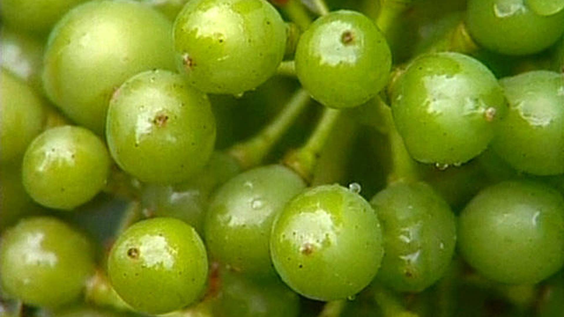 grapes