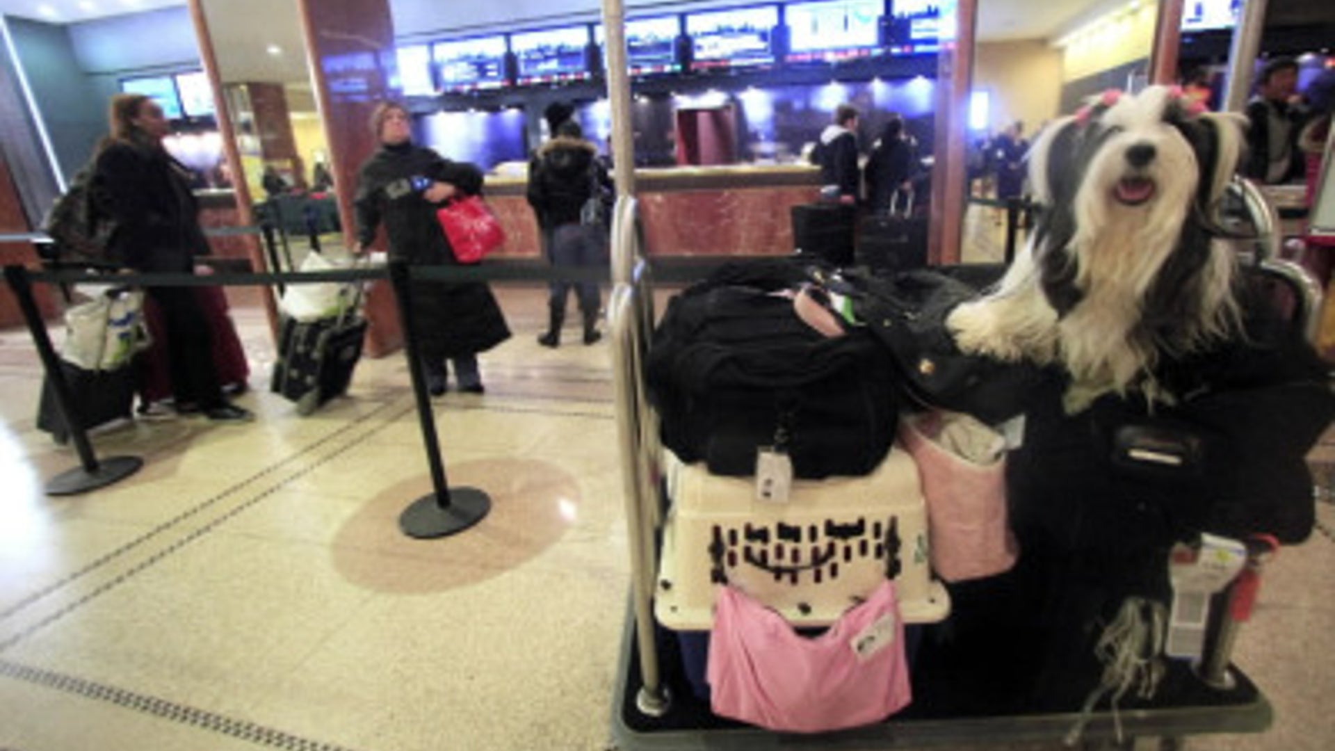 Tibetan Terrier Ready To Go