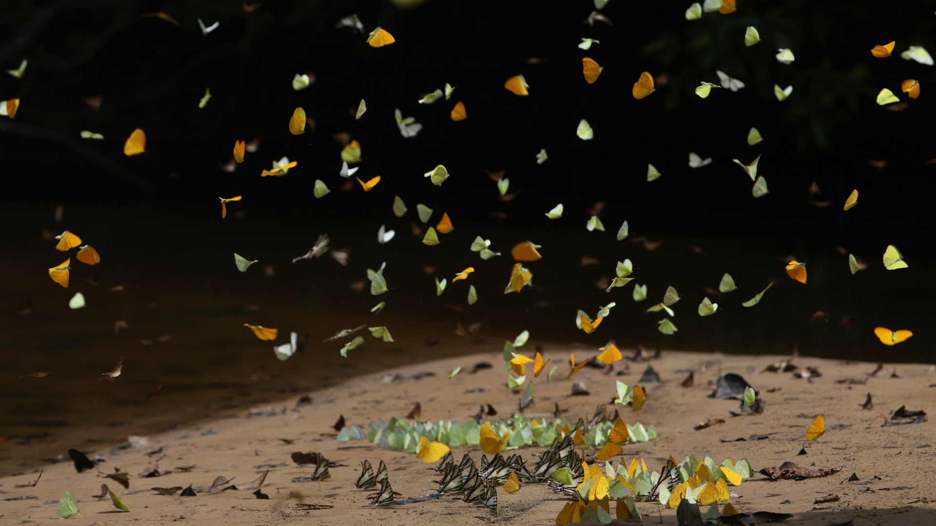 APTOPIX_Brazil_Ayahua_Vros__2_