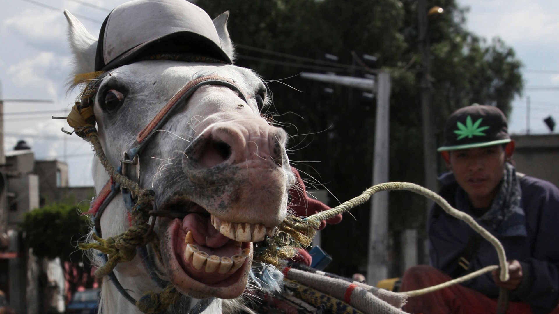Mexico_Charro_Culture__5_