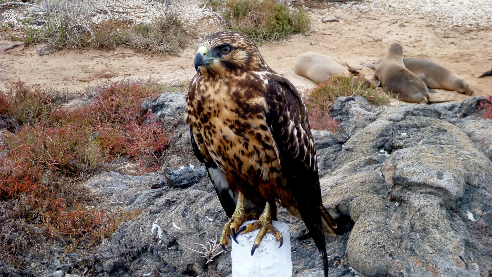 Galapagos_Hawk_on_Chinese_Hat
