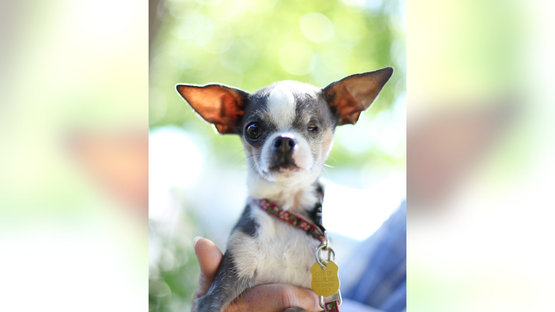 Ugly_Dog_2013___Princess_Abby