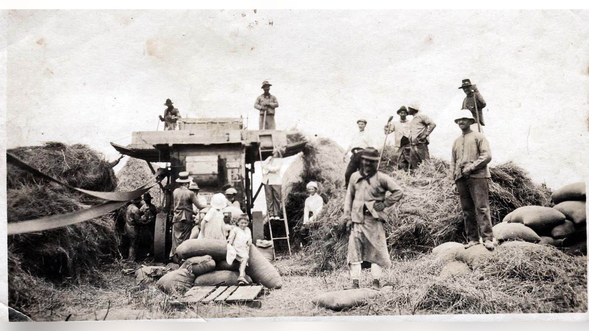 Colonos_trabajando_en_la_cosecha