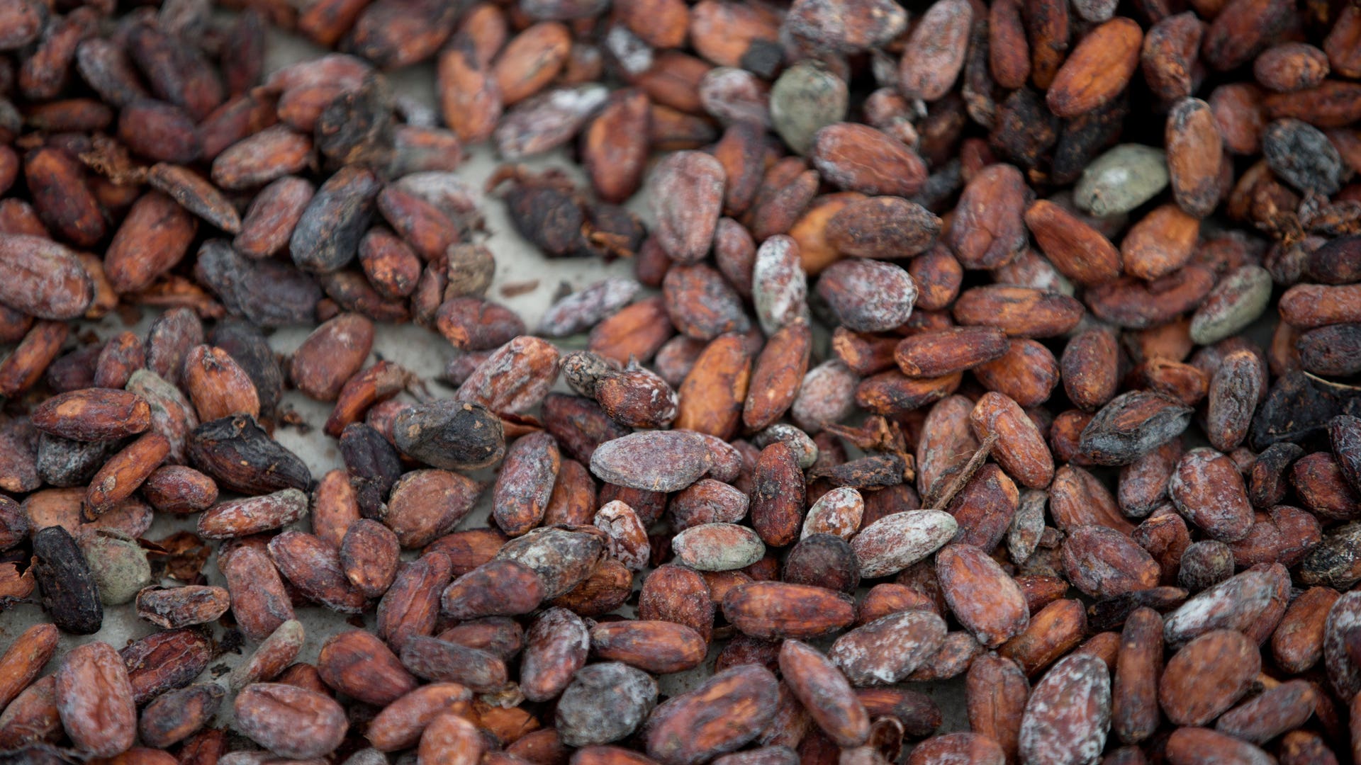 Venezuela_Chocolate_Trade__2_