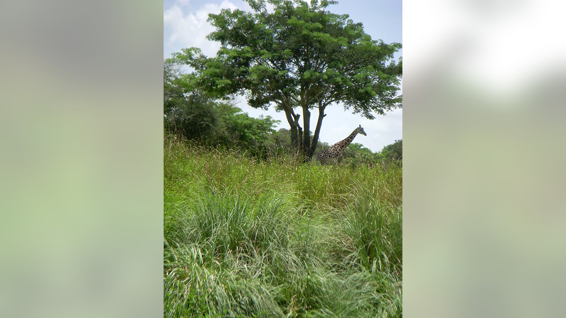 4…Animal Kingdom: Rise with the sun and see what many will miss.