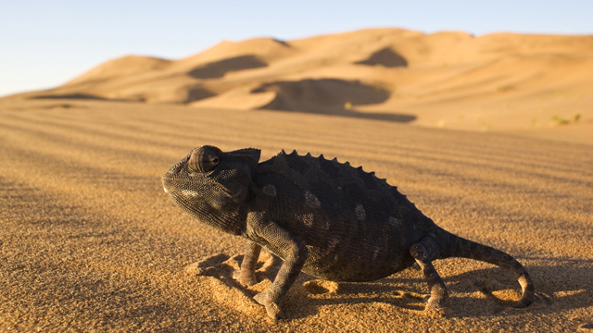 Desert Chameleon