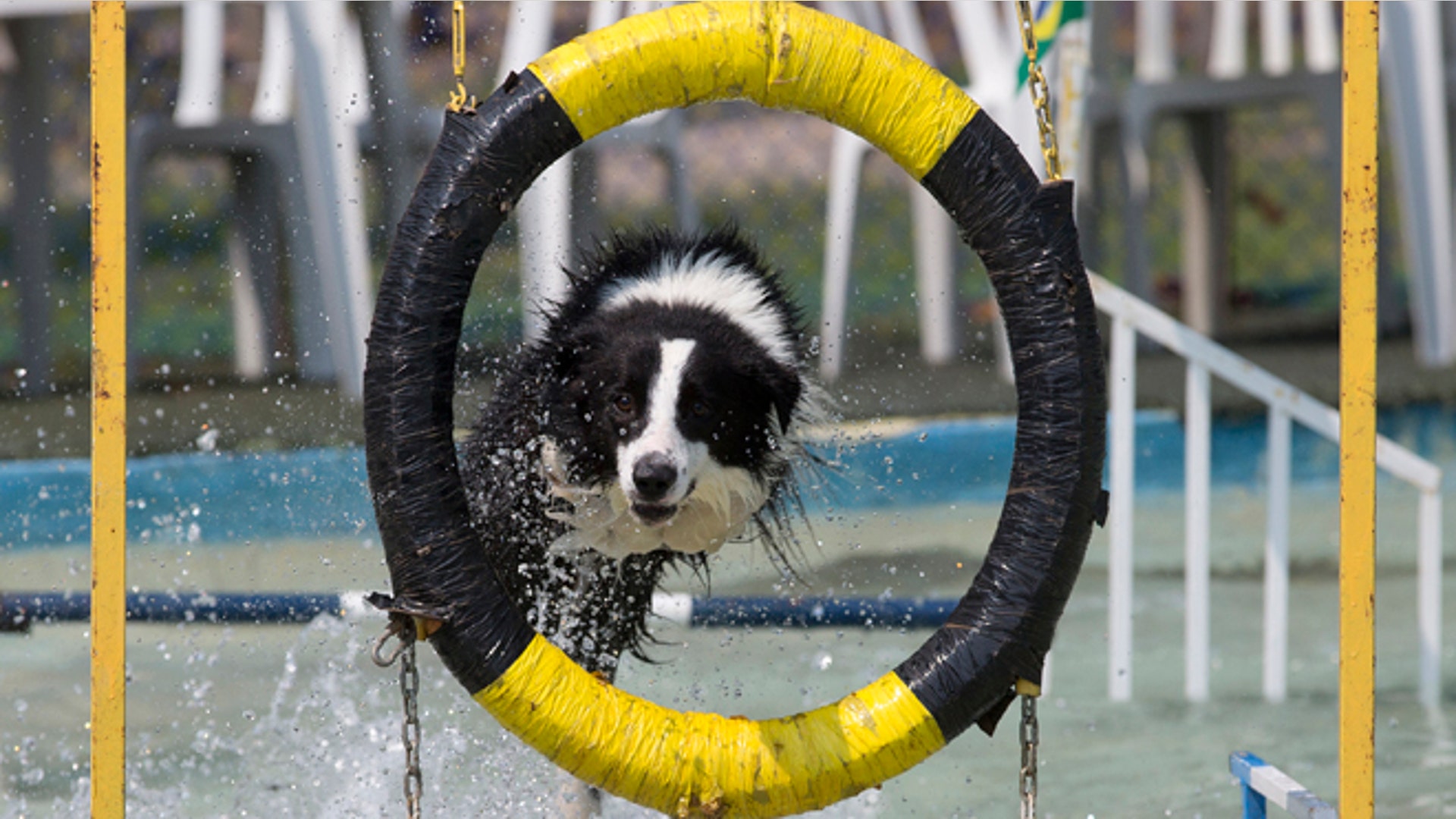 Rio de Janeiro shows that the Olympics have really gone to the dogs | Fox News Rio de Janeiro shows that the Olympics have really gone to the dogs | Fox News