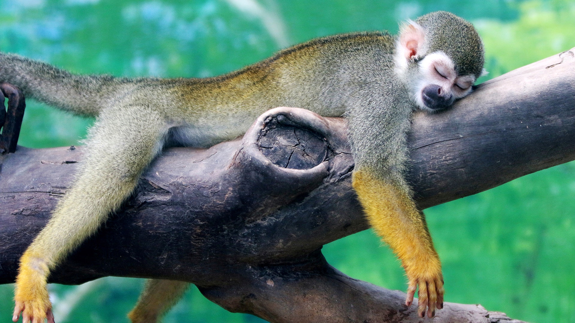 A squirrel monkey rests on a tree branch on a hot day at a zoo in Zhengzhou, Henan province, China July 19, 2017