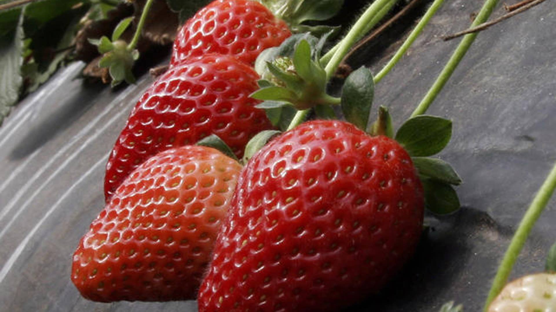 Fertility Foods Fox News