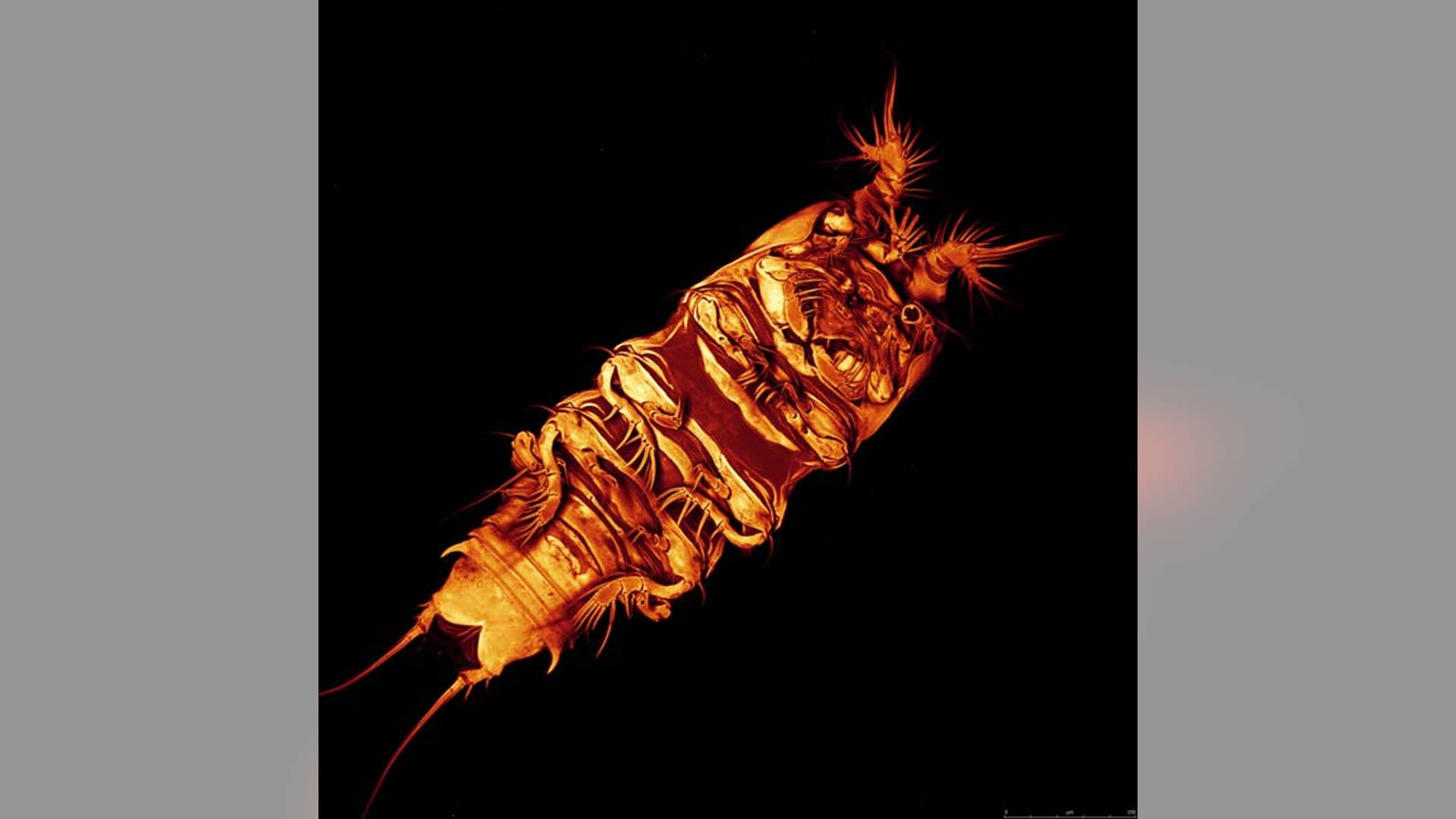 Deep Sea Copepod