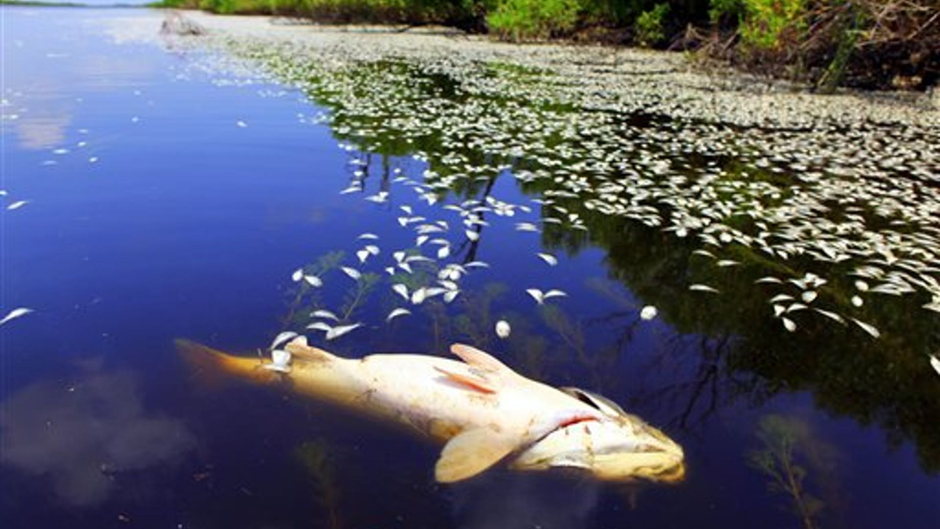 Dead_Fish_in_Louisiana