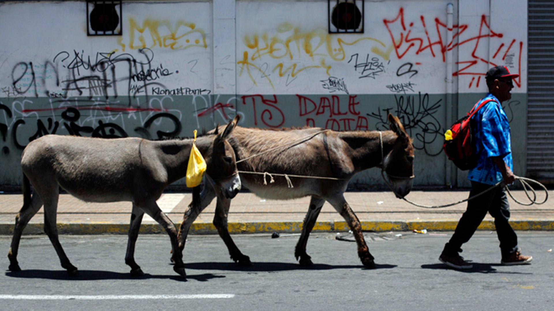 Santiago_Donkey_10