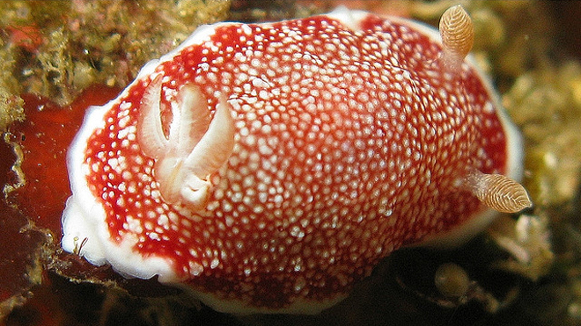 chromodoris_reticulata