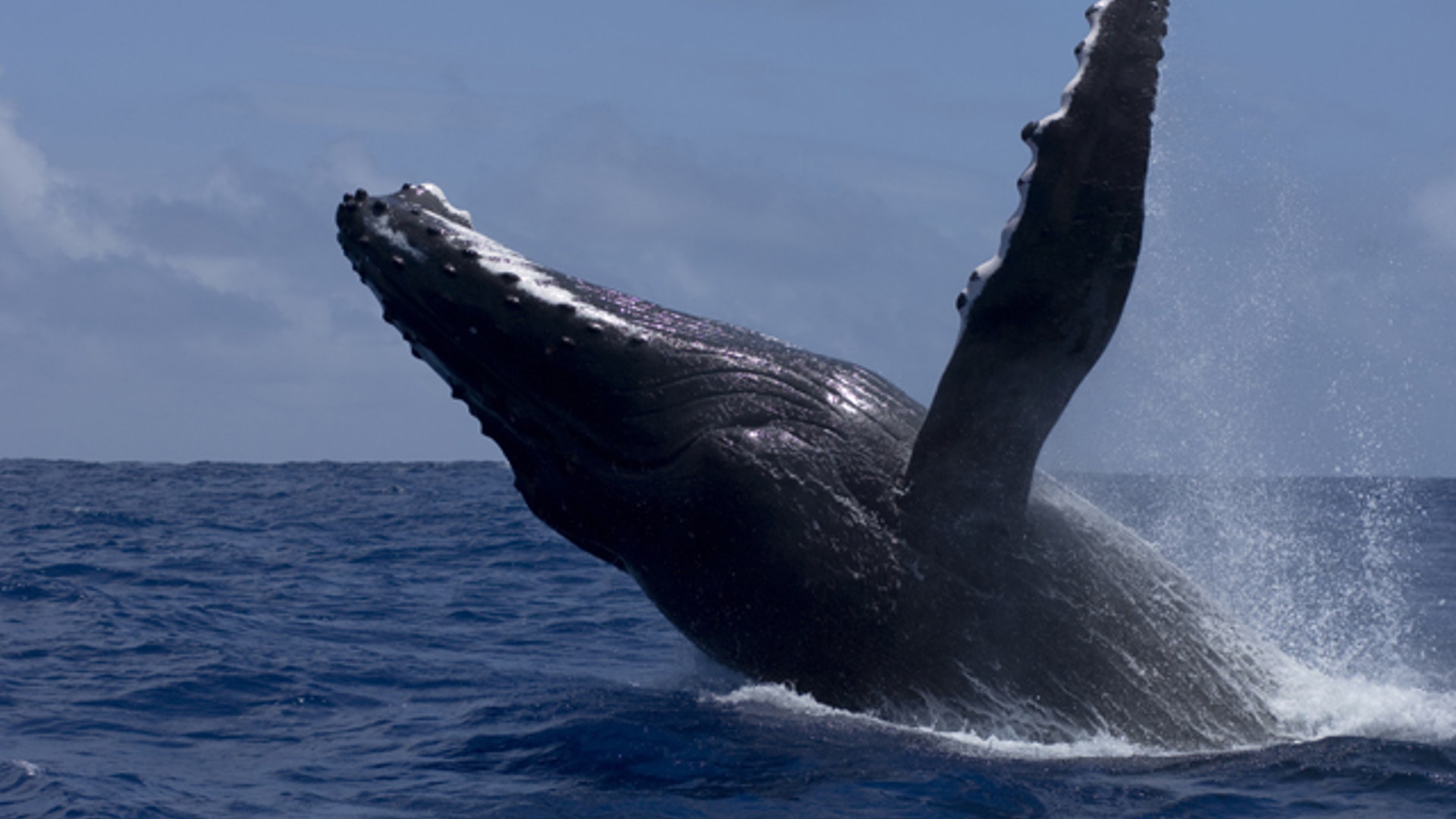 Humpback Whale