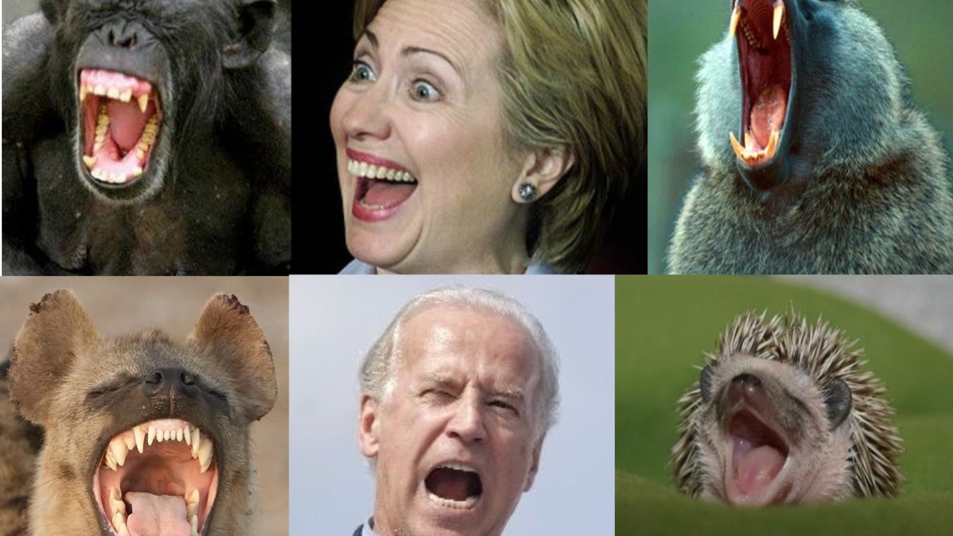 Look Alikes From the Animal World