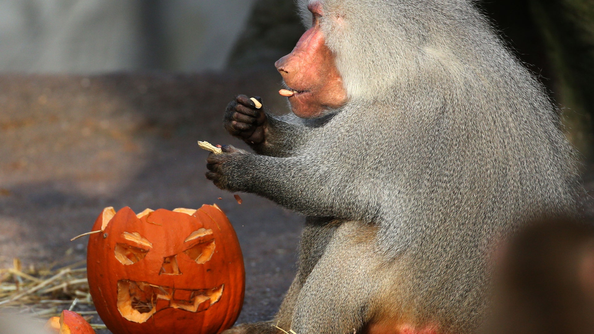 Halloween_at_the_zoo_6