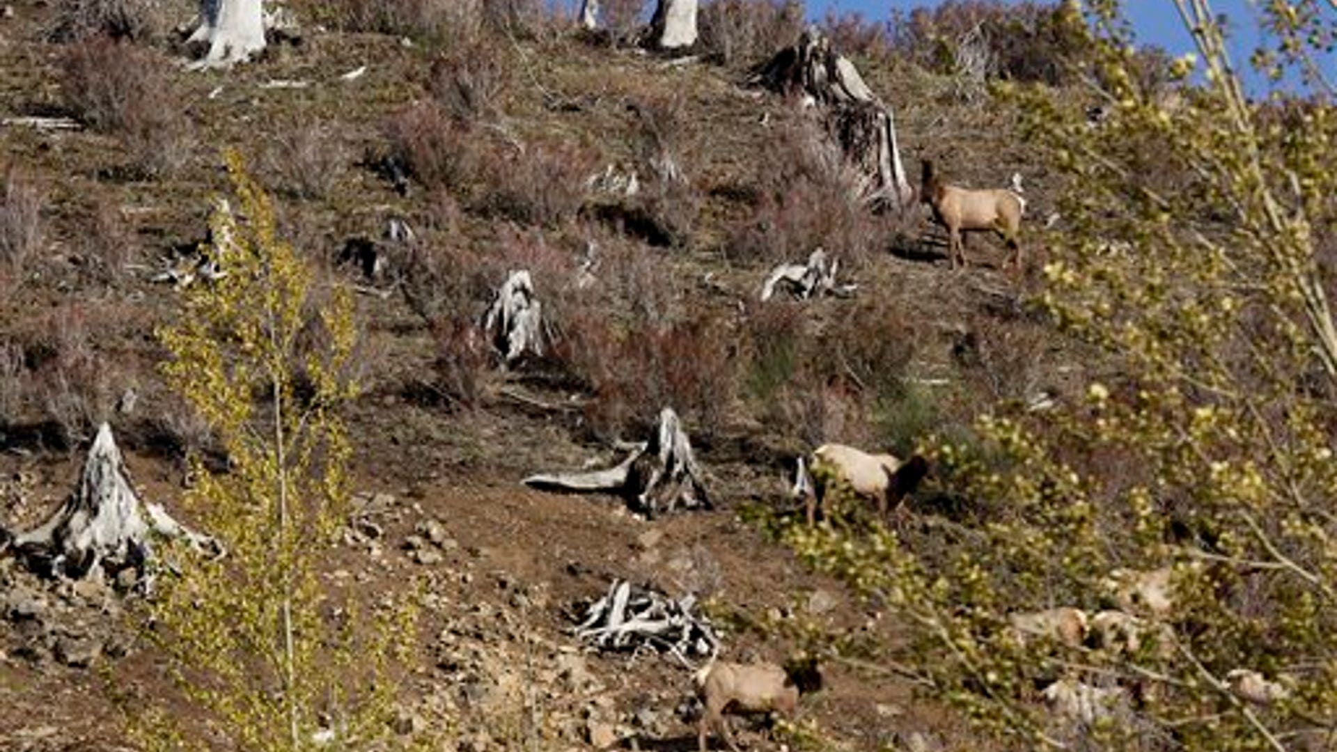 Elks Graze