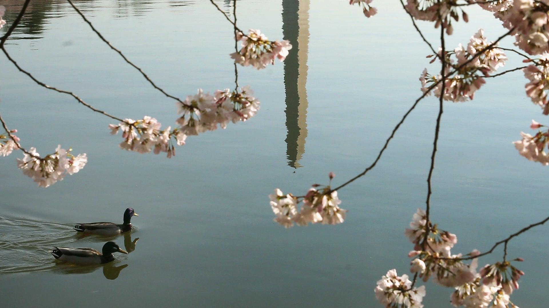 GettyImages_517218464