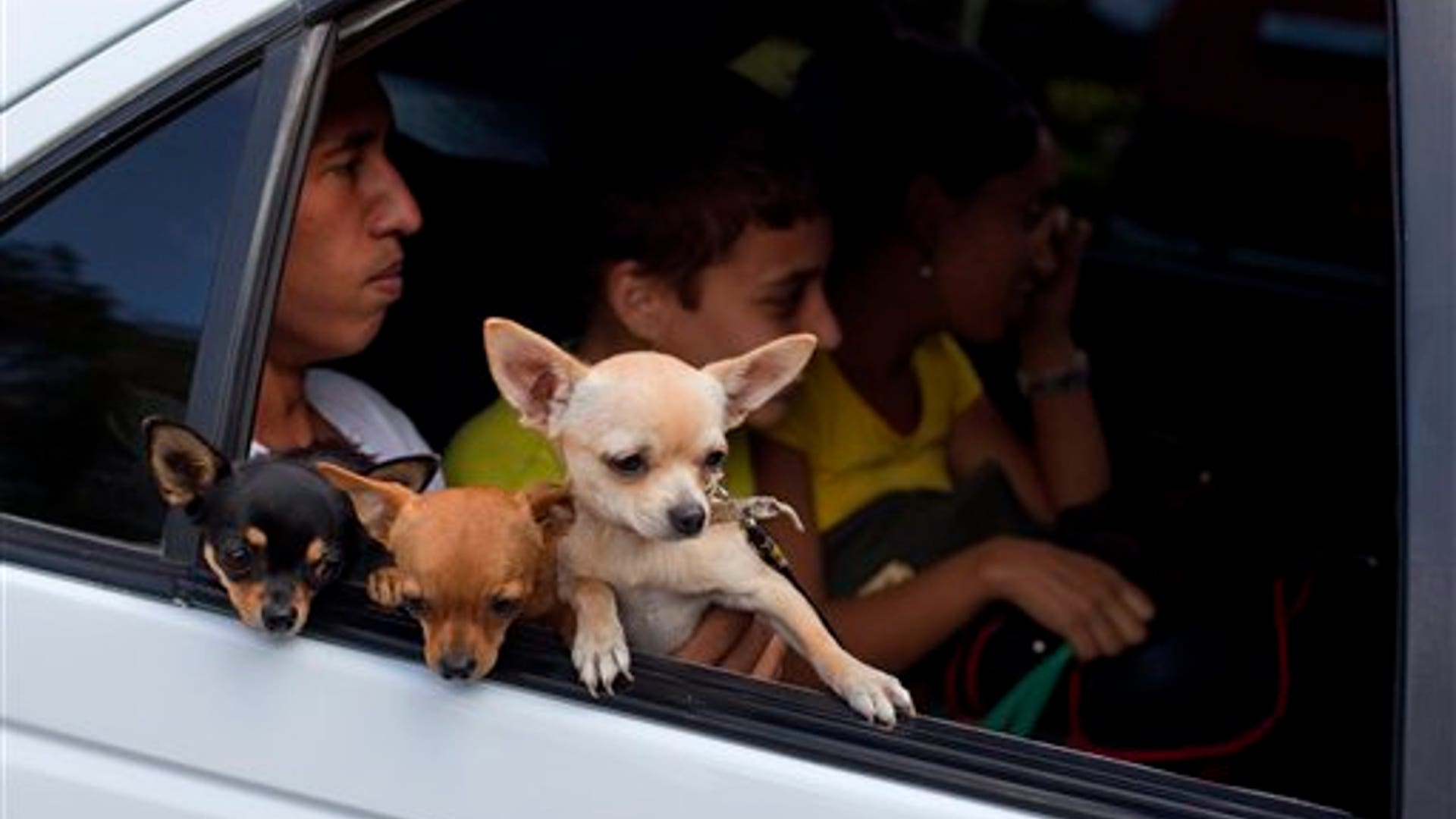 Cuba_Dog_Show_11