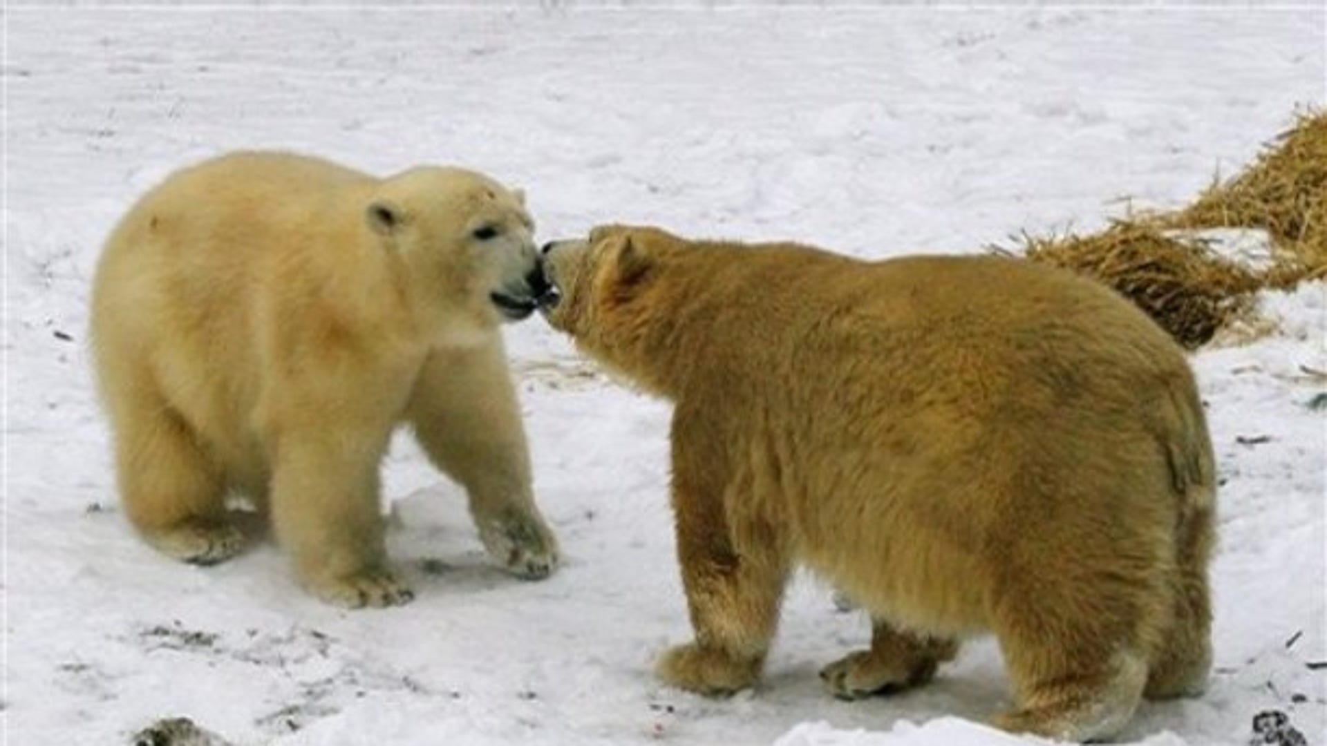 Germany bear. Белый медведь Распутин картинки. Nuremberg Zoo Flocke website Polar Bear Zoom 8-24x50mm. Как разводится медведь. Больно ли Медведице при спаривании.