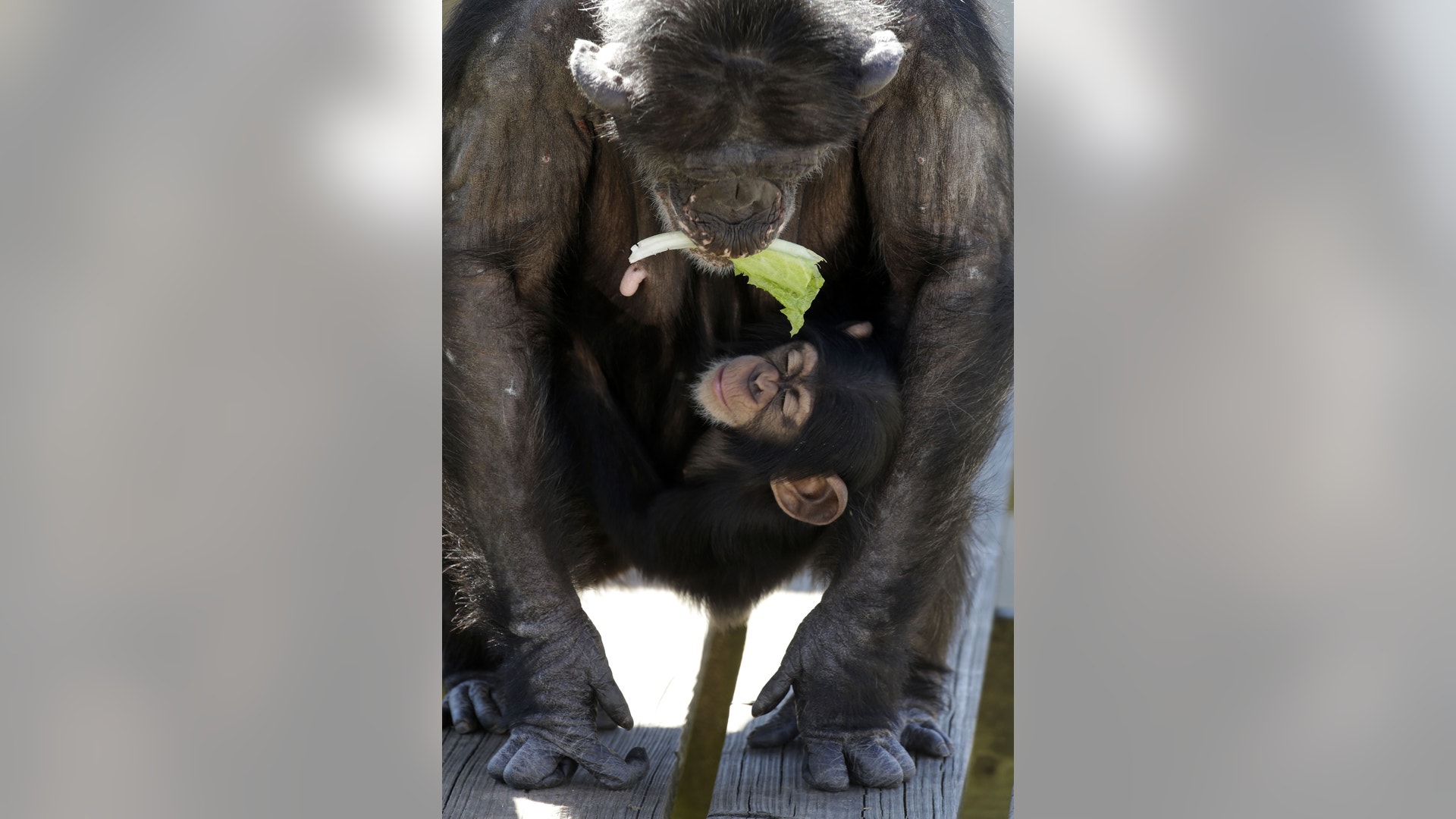 A mother chimp holds a piece of lettuce in her mouth
