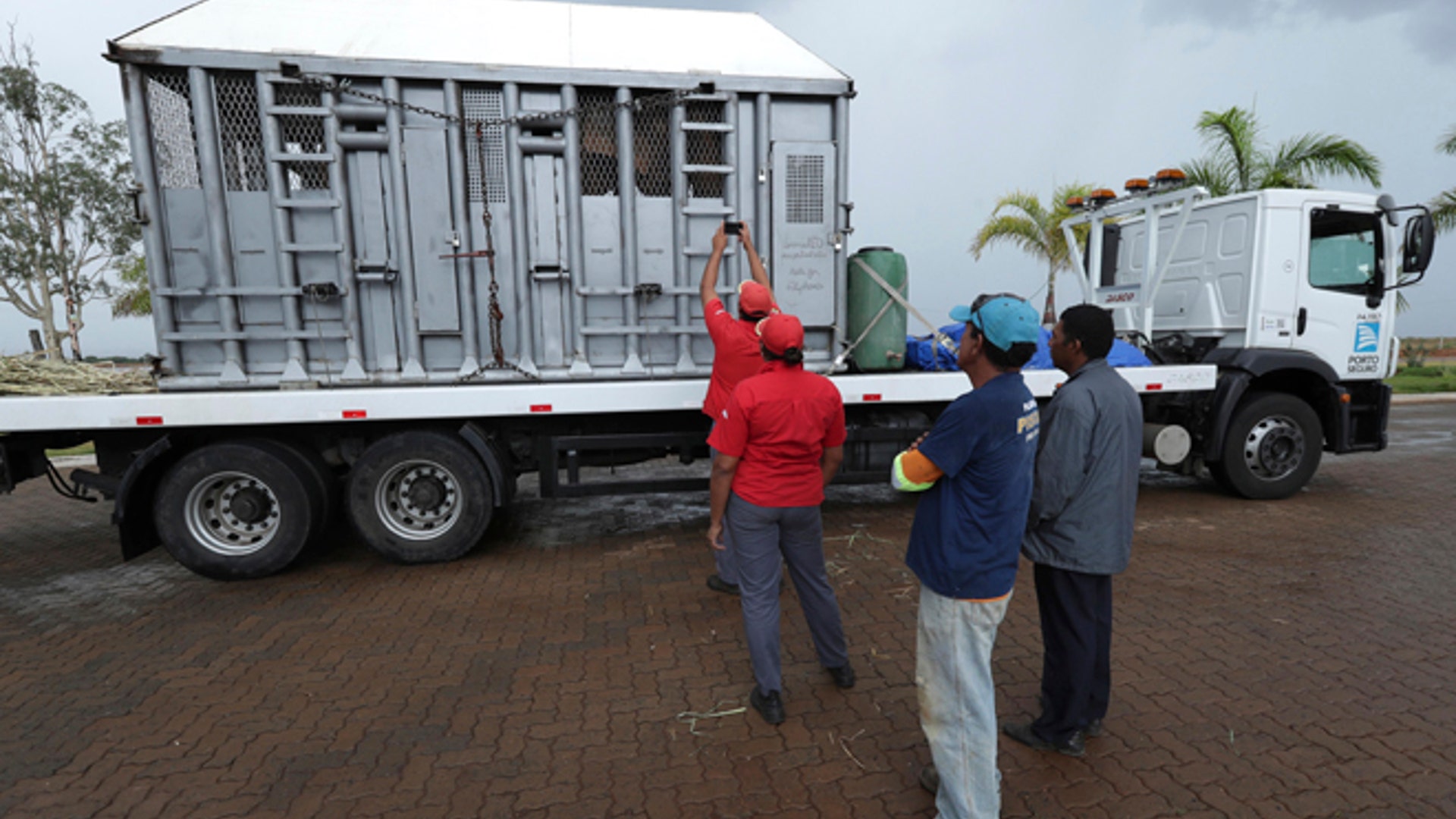 Brazil_elephant_sanctuary_4