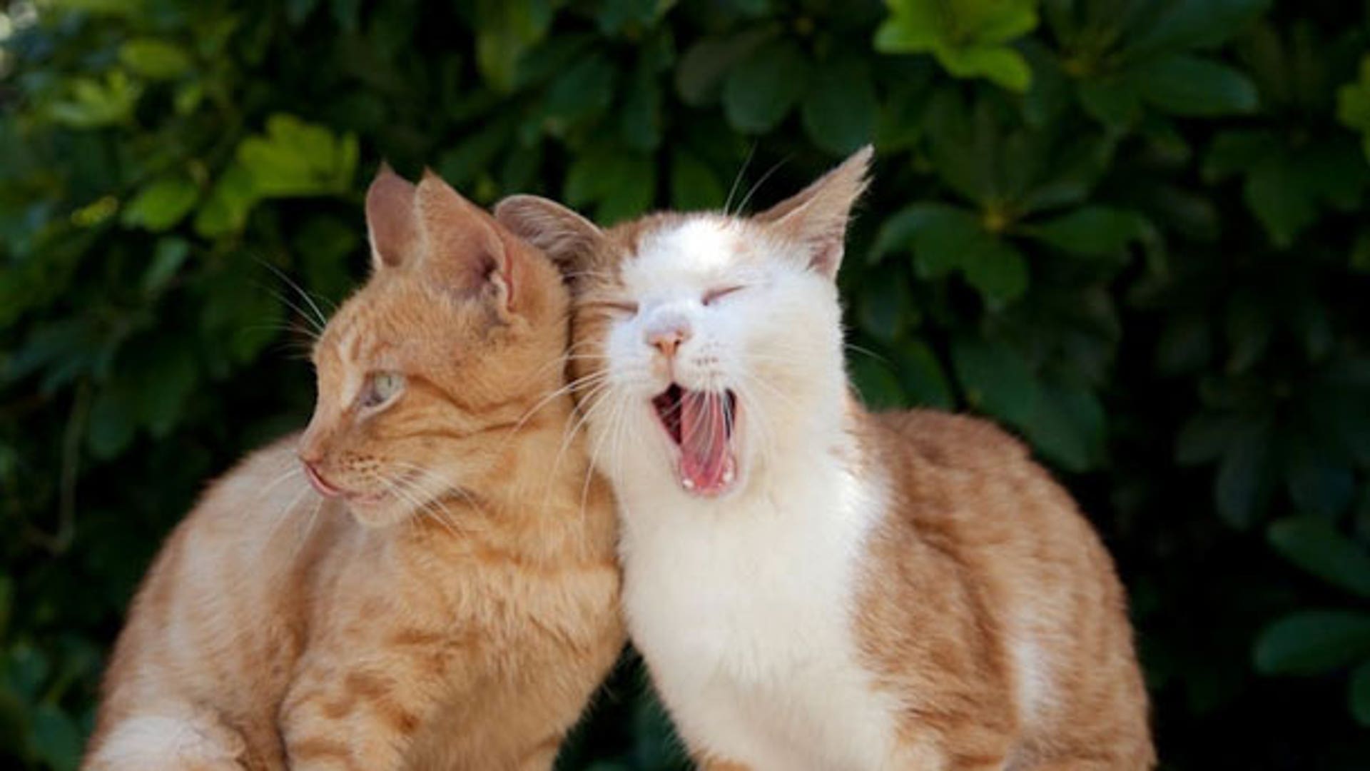 Котоняны