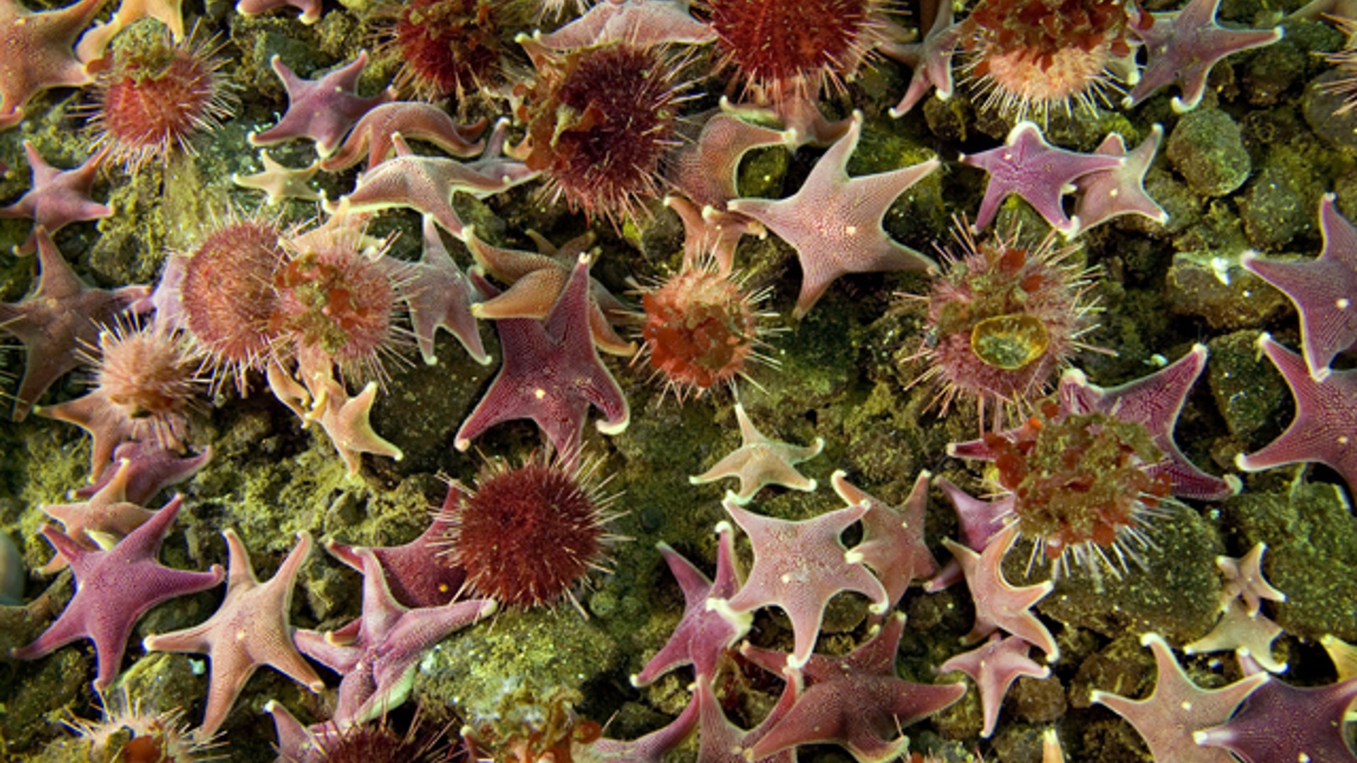 Starfish