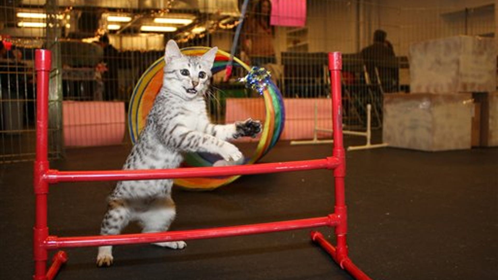 Feline Olympics