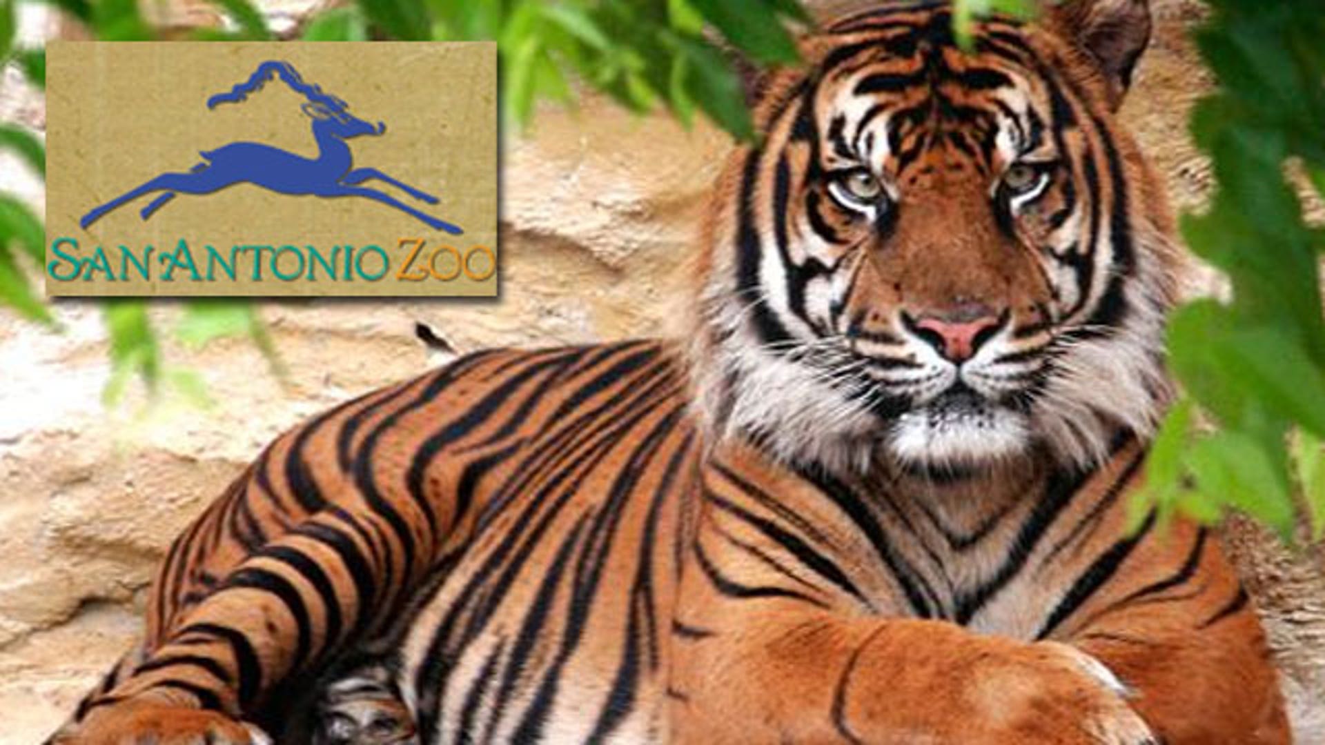 When Animals Attack Fox News