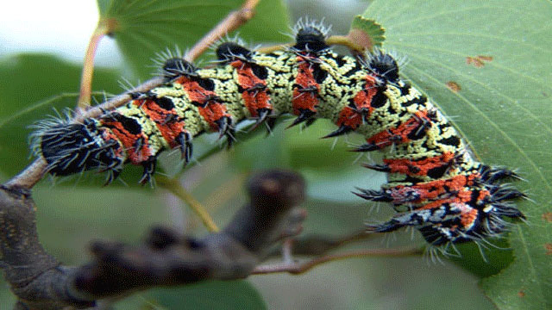 Caterpillar