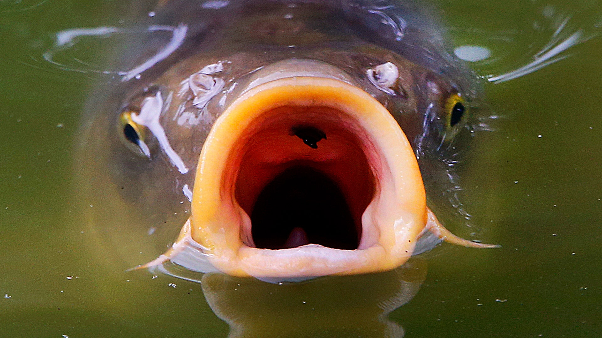 Вкус рыбы во рту