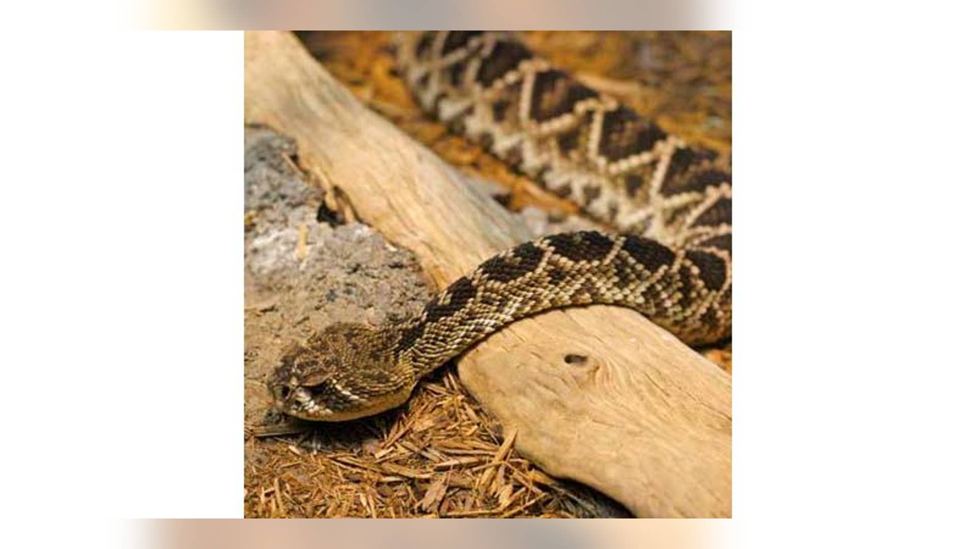 Eastern Diamondback Rattlesnake