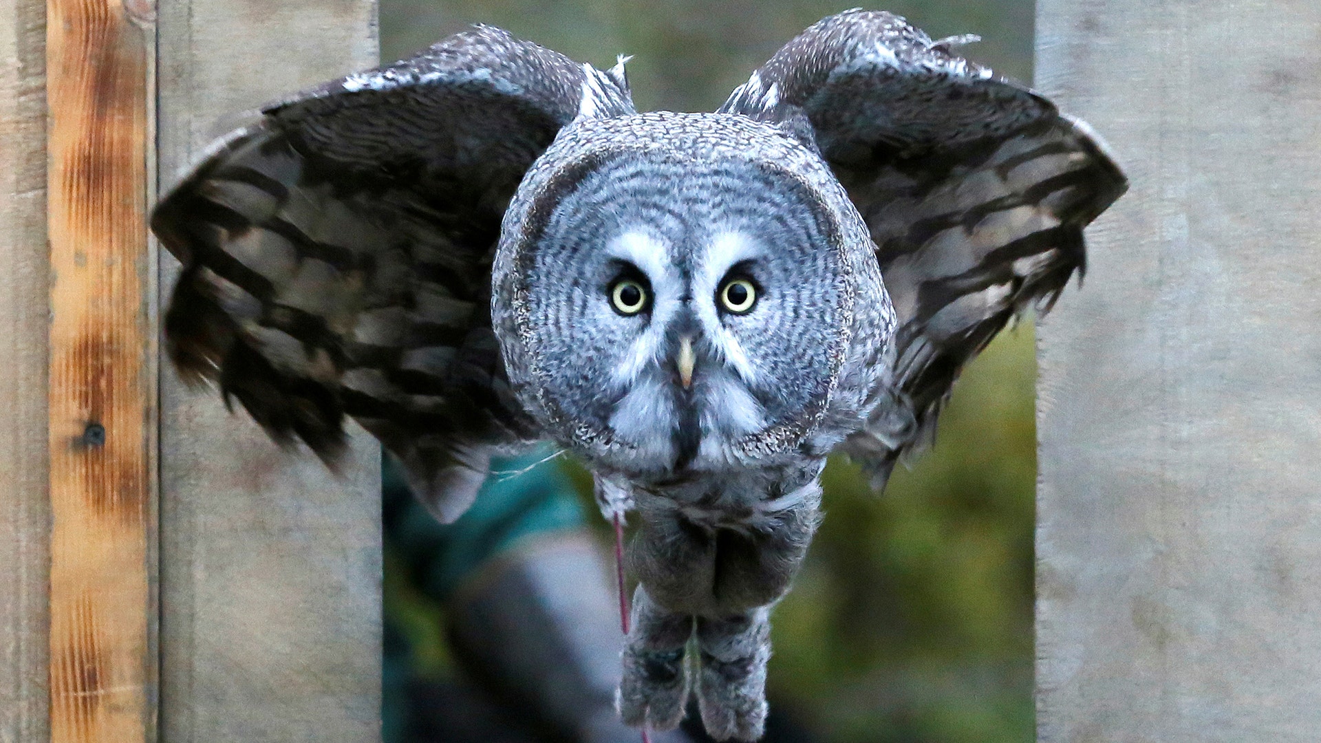 Mykh, a 1.5-year-old great gray owl, flies through a window during a training session to tame animals in Krasnoyarsk, Russia October 17, 2017