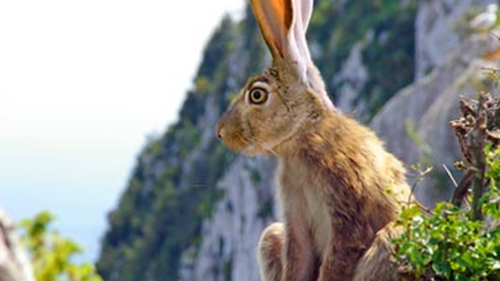 Animal Hybrids We'd Like to See