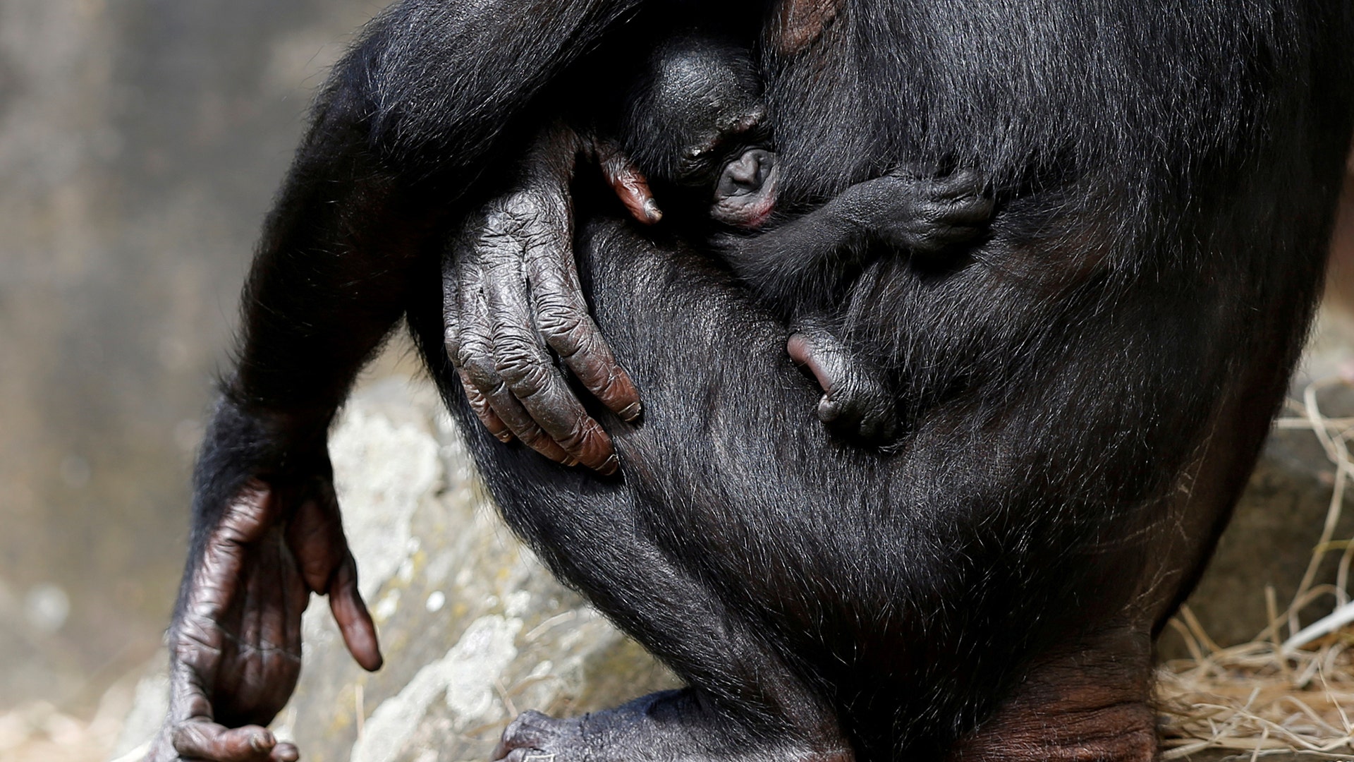 A one-week-old baby bonobo clings to its mother at Planckendael zoo in Mechelen, Belgium, August 9, 2017