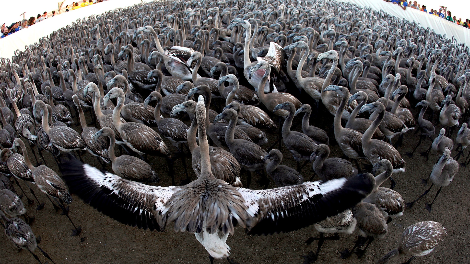 Flamingo chicks before being fitted with identity rings in the Fuente de Piedra natural reserve, near Malaga, southern Spain, July 29, 2017