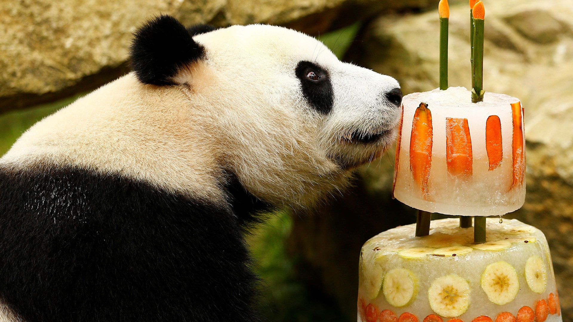 Xing Ya eats his birthday icecake celebrating his 4th birthday at the Ouwehands Zoo in Rhenen, the Netherlands, August 8, 2017