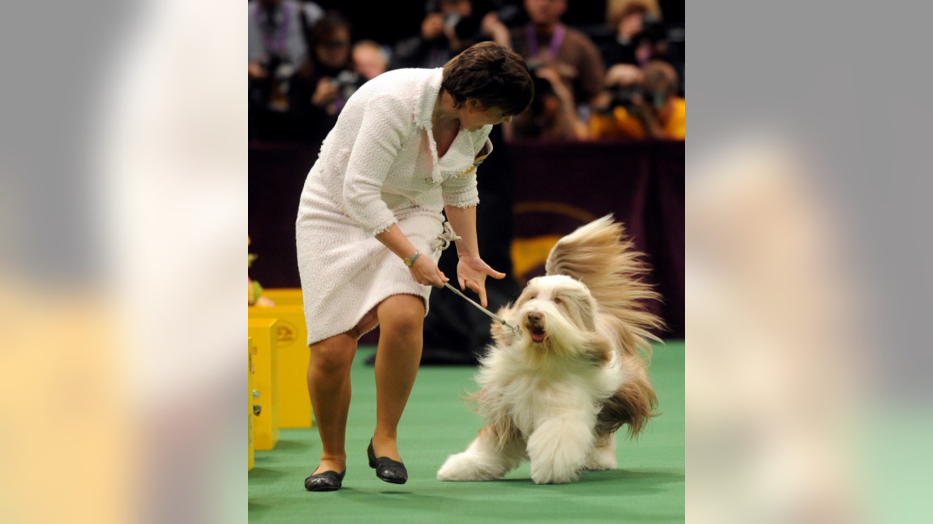 Roy The Bearded Collie