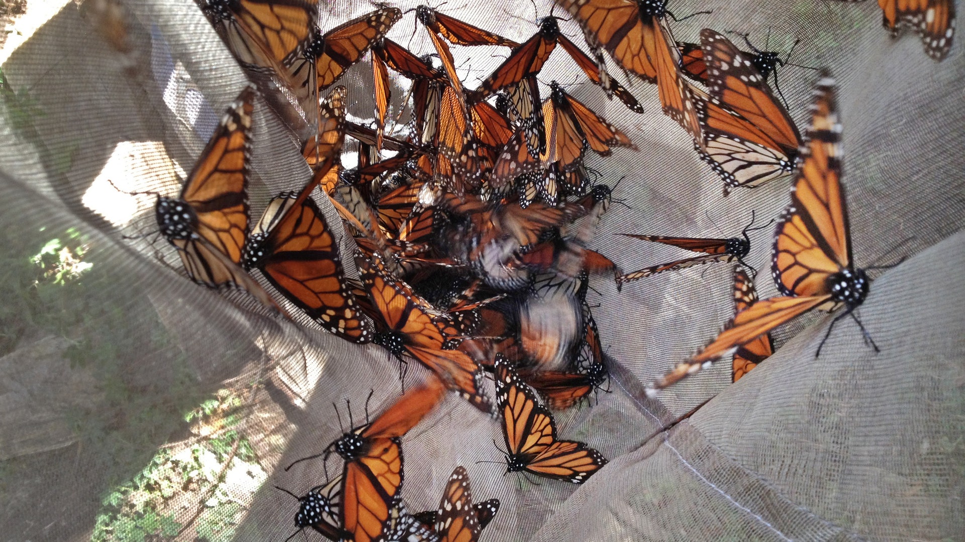 Travel_Trip_Monarch_B_Garc_4