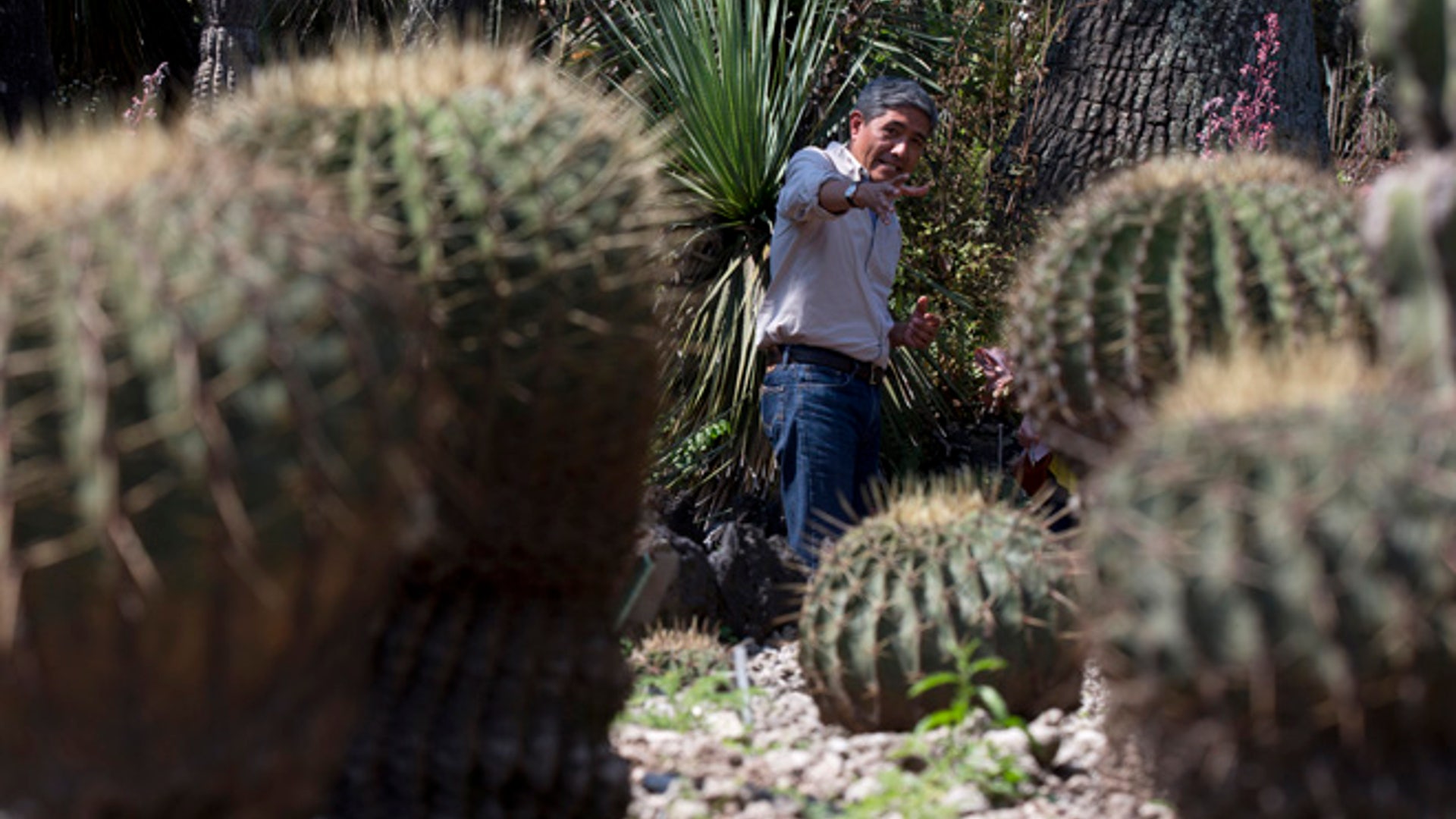 Cactus_endangered__6_